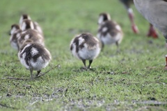 Alopochen aegyptiaca