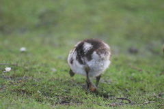 Alopochen aegyptiaca