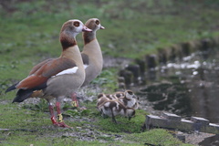 Alopochen aegyptiaca