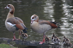 Alopochen aegyptiaca