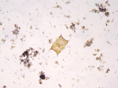 Trieres chinensis