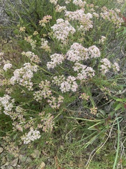 Eriogonum fasciculatum foliolosum