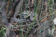 Crotalus culminatus