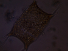 Trieres chinensis