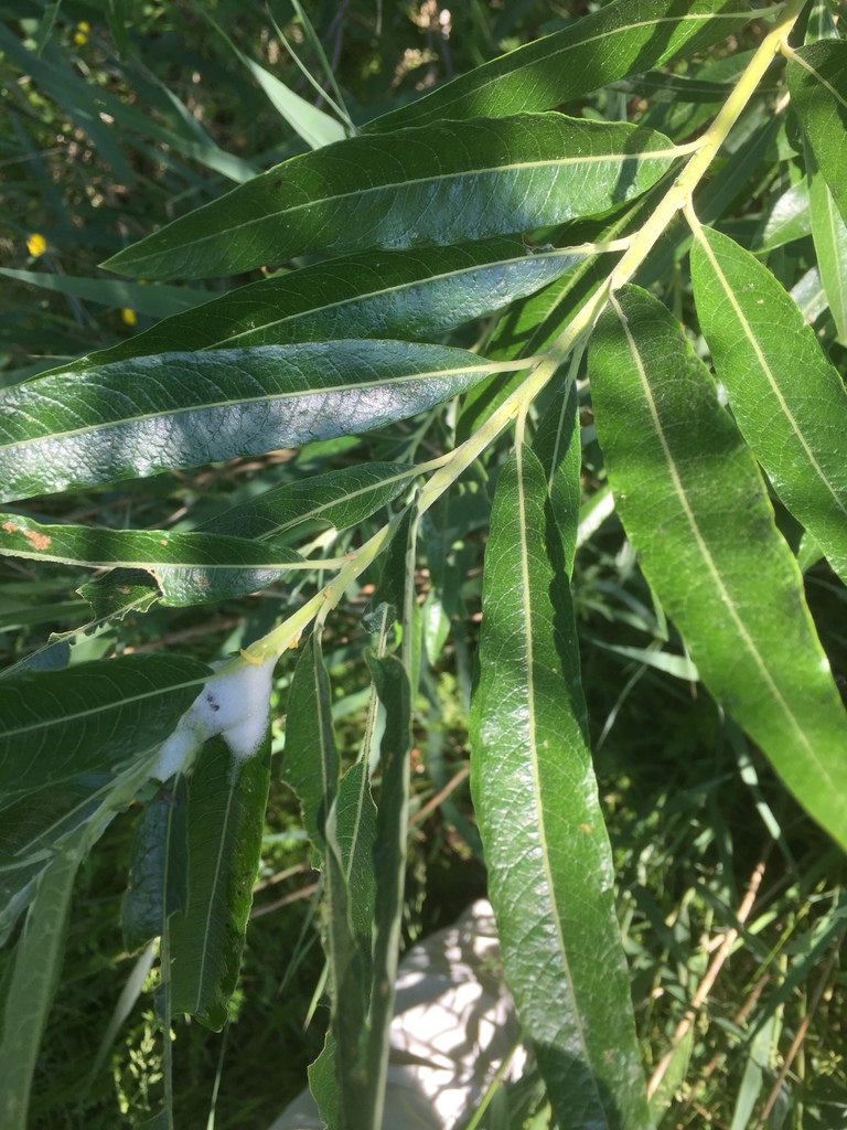 Ива ломкая (Растения Тюменского района и Тюмени. Часть 1.) · iNaturalist