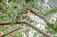 Meterana decorata