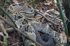 Crotalus culminatus