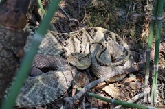 Crotalus culminatus