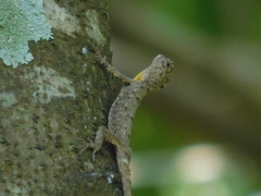 Draco volans