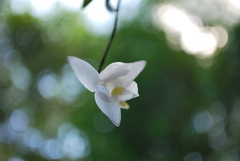 Dendrobium crumenatum