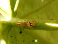 Artabrus erythrocephalus