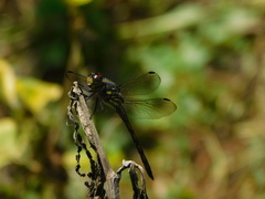 Potamarcha congener