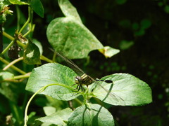 Orthetrum sabina