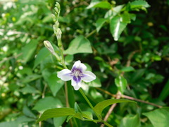 Asystasia indica