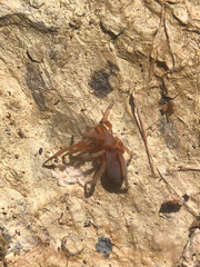 Prodidomus amaranthinus