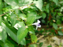 Asystasia indica