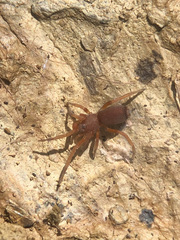 Prodidomus amaranthinus