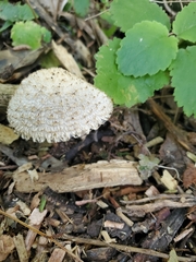 Lacrymaria asperospora