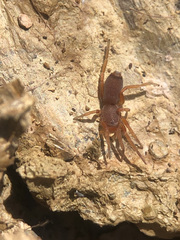 Prodidomus amaranthinus