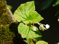 Begonia hirtella