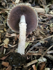 Lacrymaria asperospora