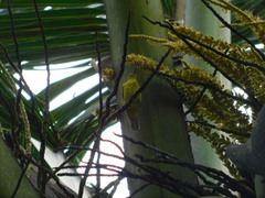 Anthreptes malacensis