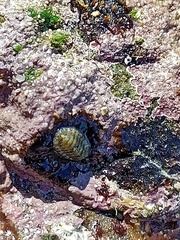 Lepidochitona cinerea