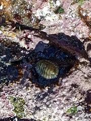 Lepidochitona cinerea