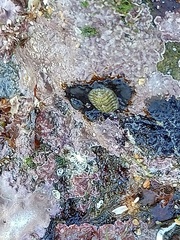 Lepidochitona cinerea