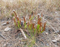 Sarracenia minor minor