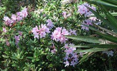 Rhododendron minus var. chapmanii image