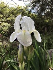 Iris albicans