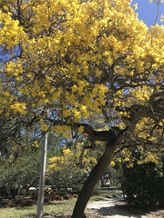 Handroanthus chrysotrichus