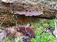 Phellopilus nigrolimitatus