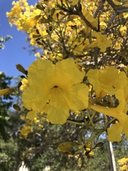 Handroanthus chrysotrichus