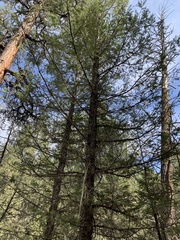 Pseudotsuga menziesii glauca