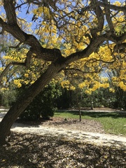 Handroanthus chrysotrichus