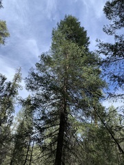 Pseudotsuga menziesii glauca