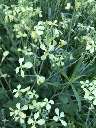 Raphanus raphanistrum image