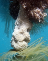 Lissoclinum perforatum