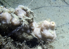 Lissoclinum perforatum