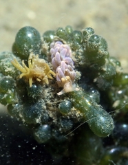 Spurilla neapolitana