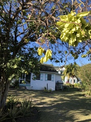 Piscidia carthagenensis