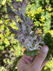 Cystotheca lanestris