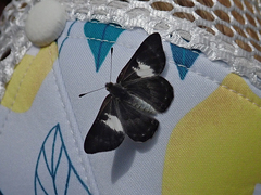 Corrachia leucoplaga