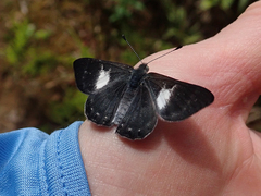 Corrachia leucoplaga