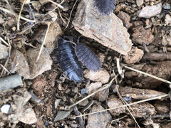 Porcellio echinatus