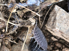 Porcellio echinatus