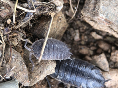 Porcellio echinatus