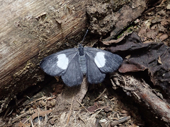 Corrachia leucoplaga